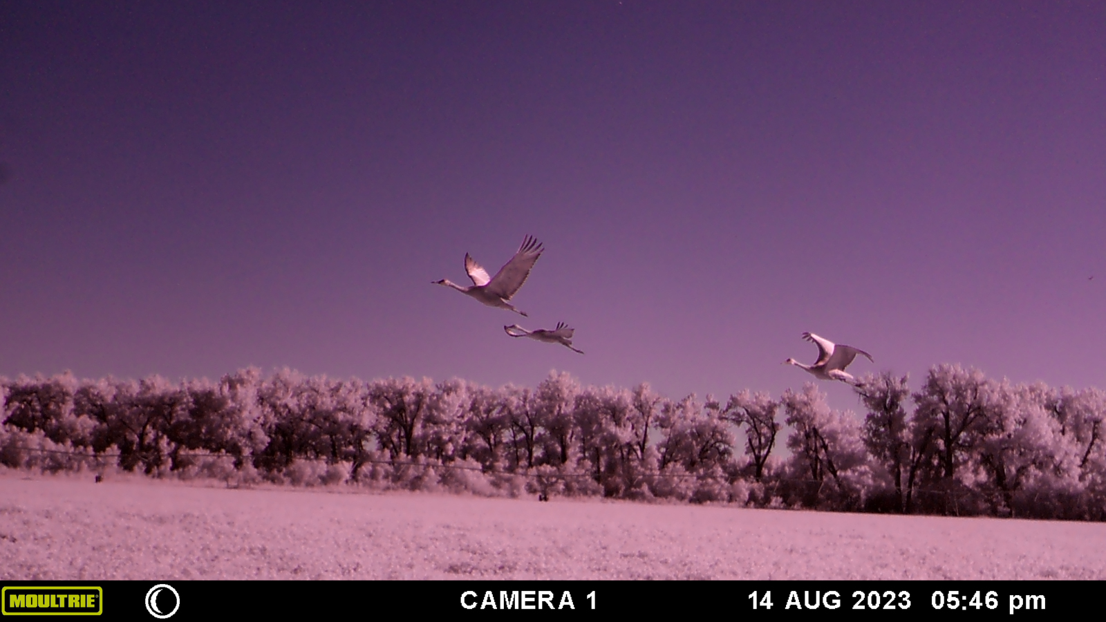 Sandhill crane flying