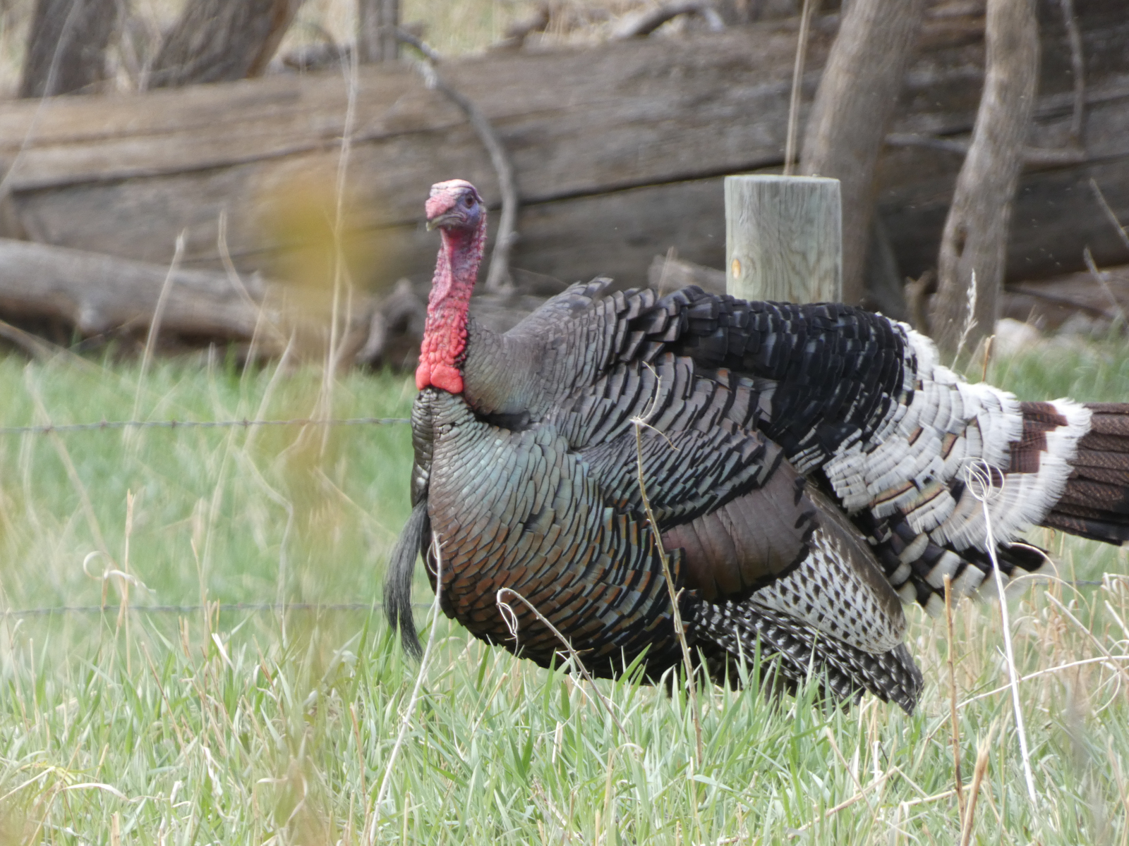 Turkey on hunting ranch in Montana
