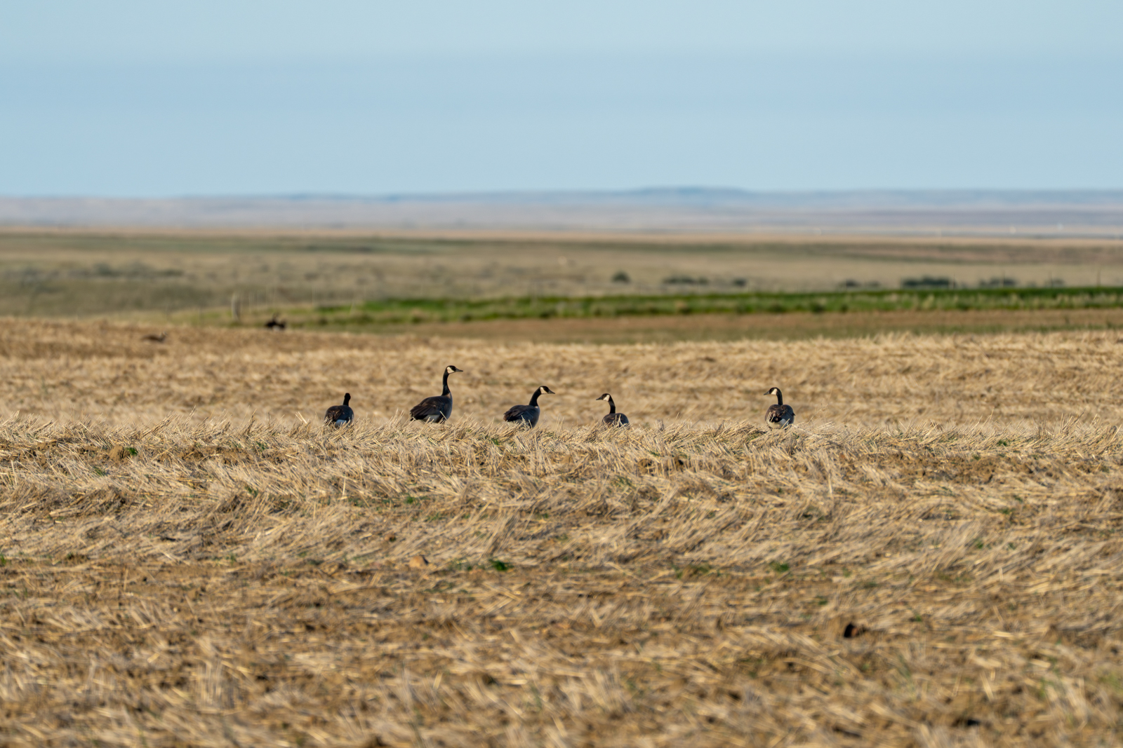 geese on farm in Montana for sale