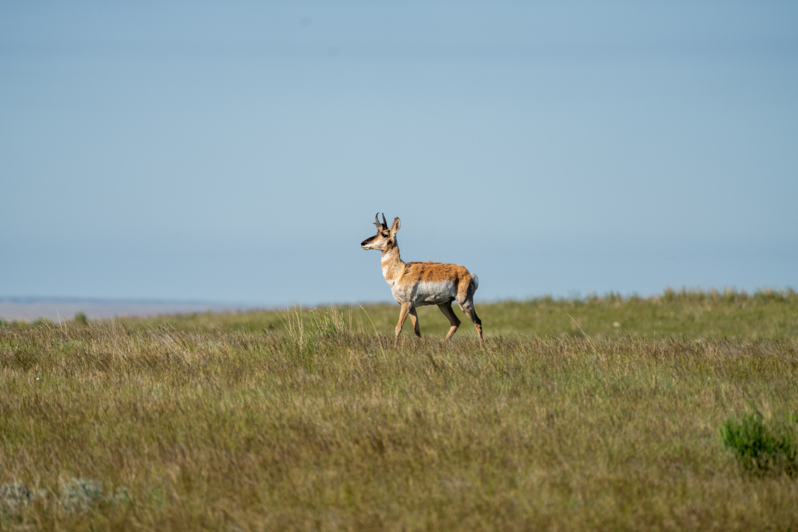 antelope in a field