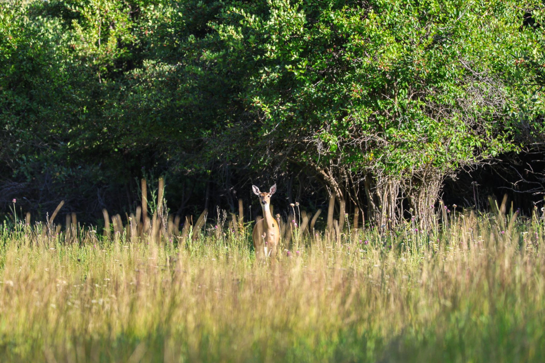 deer on land in idaho for sale