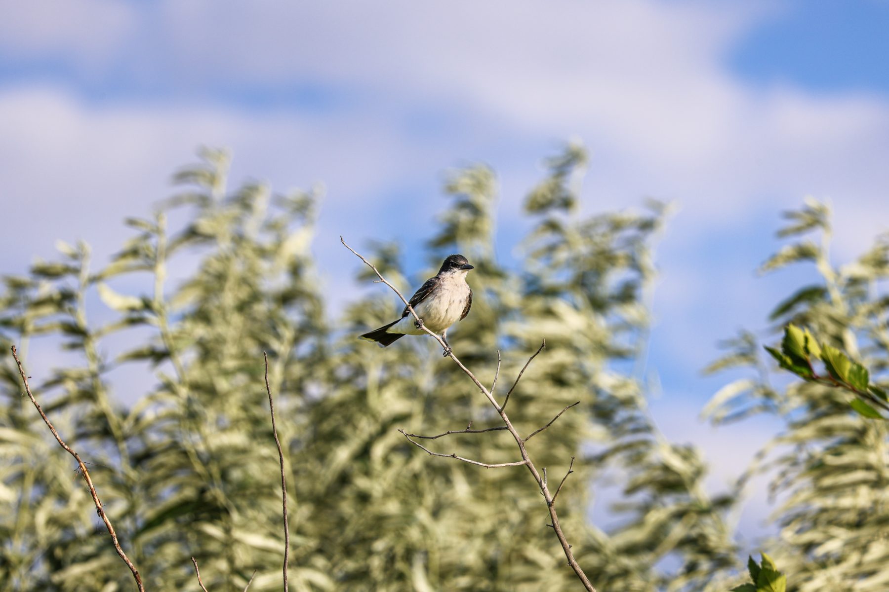bird on a branch