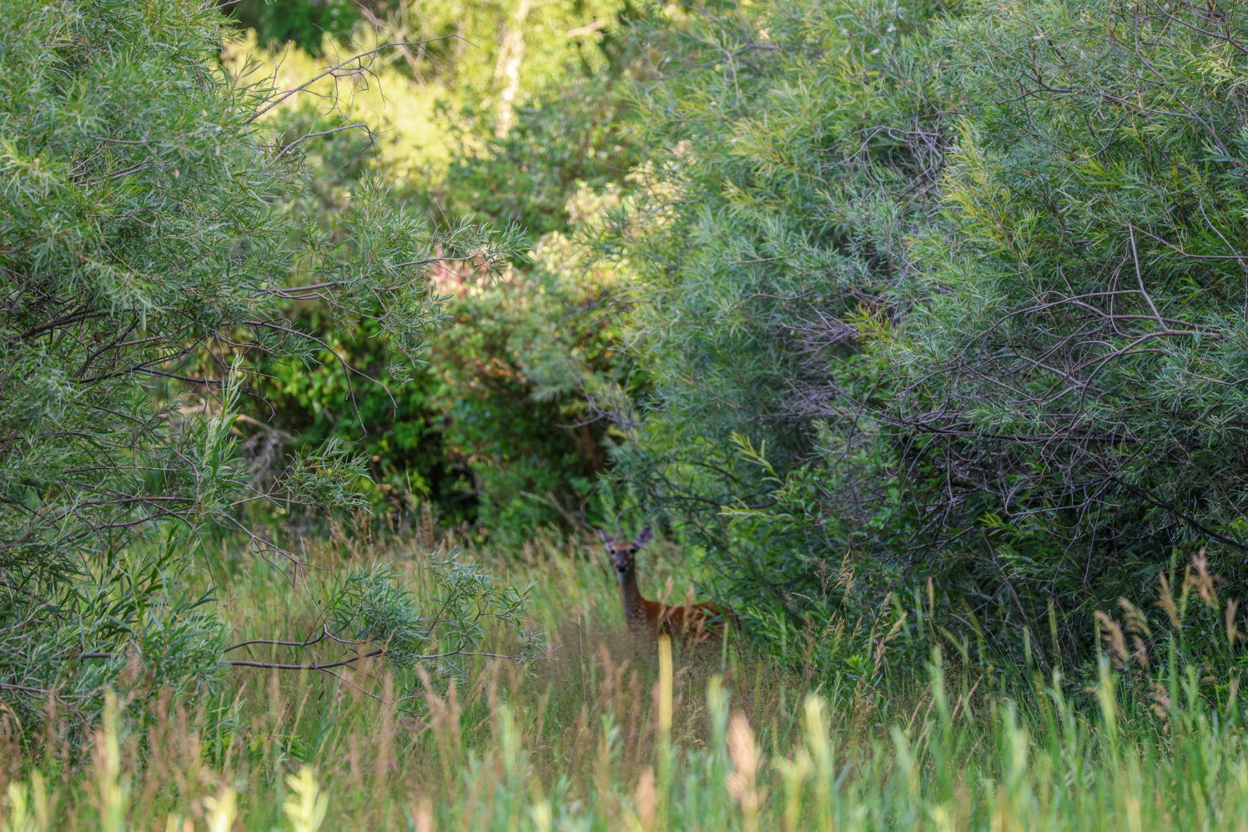 deer in the field