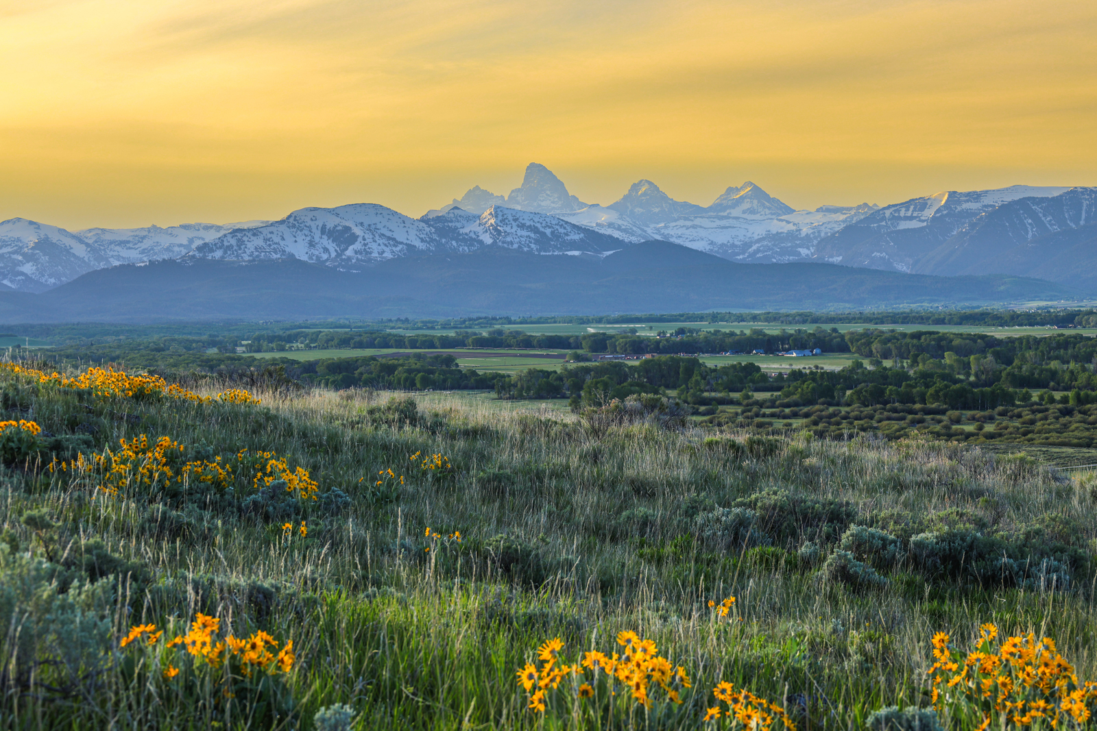 mountains and wildflowers