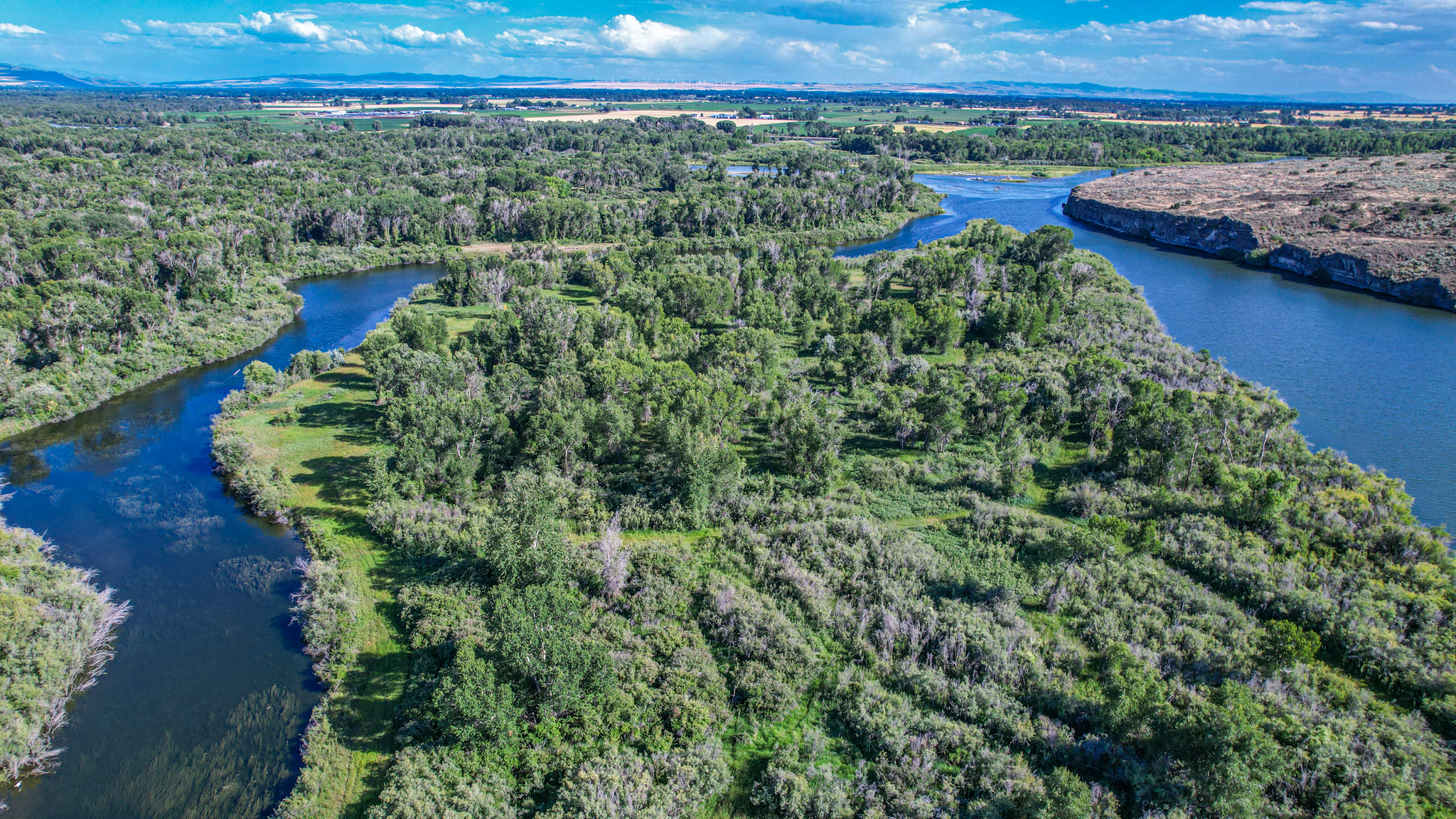 aerial view of foliage
