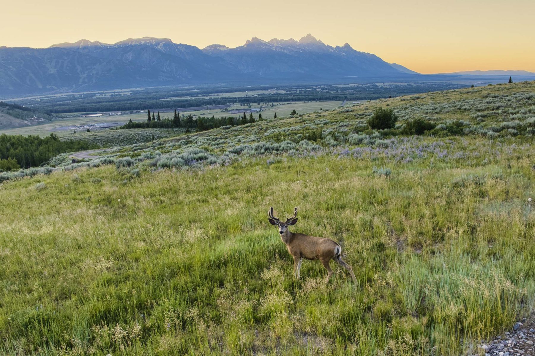 deer on family compound in Wyoming