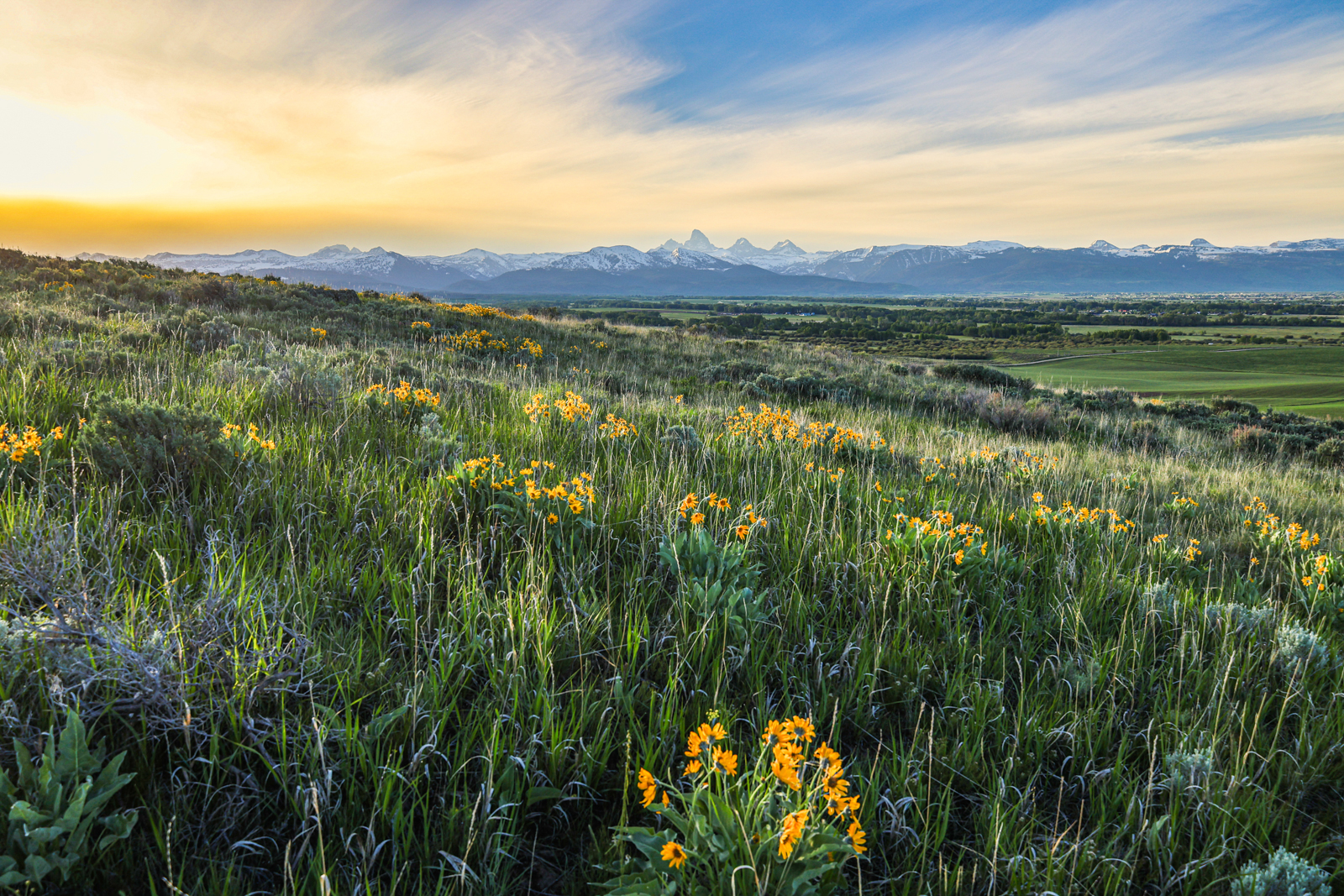 wildflowers in field