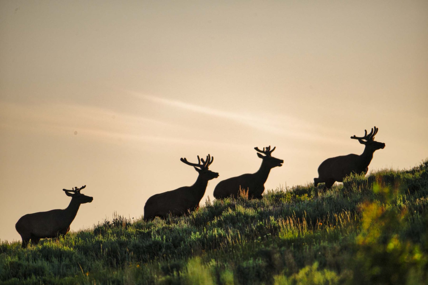 herd of elk
