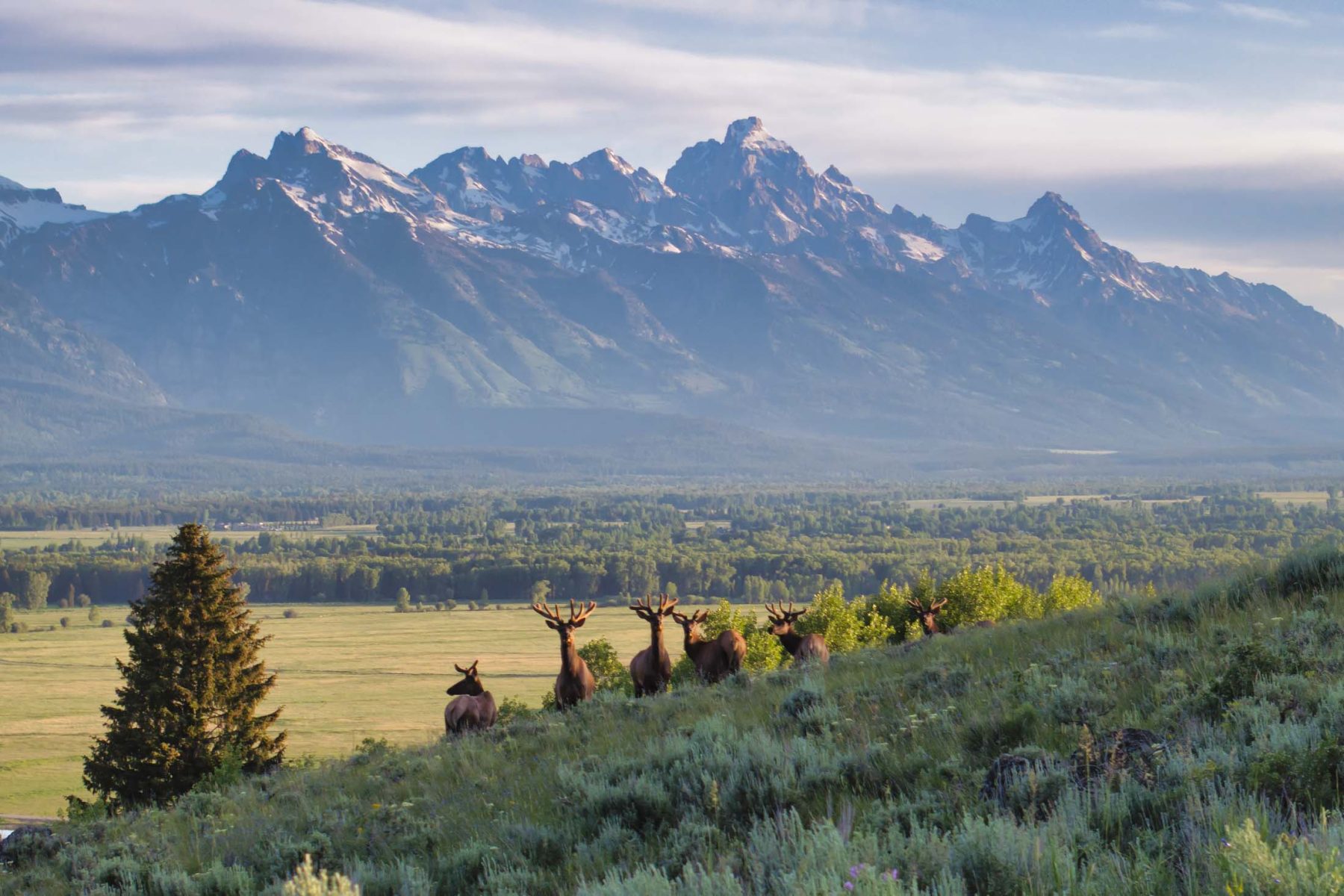 elk on family compound in Wyoming