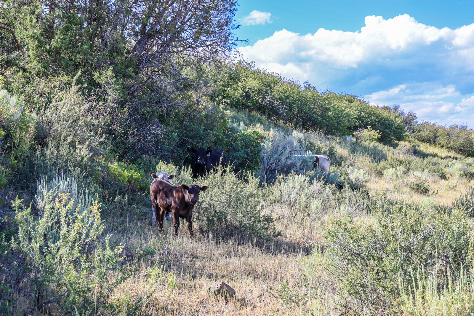 cattle in field
