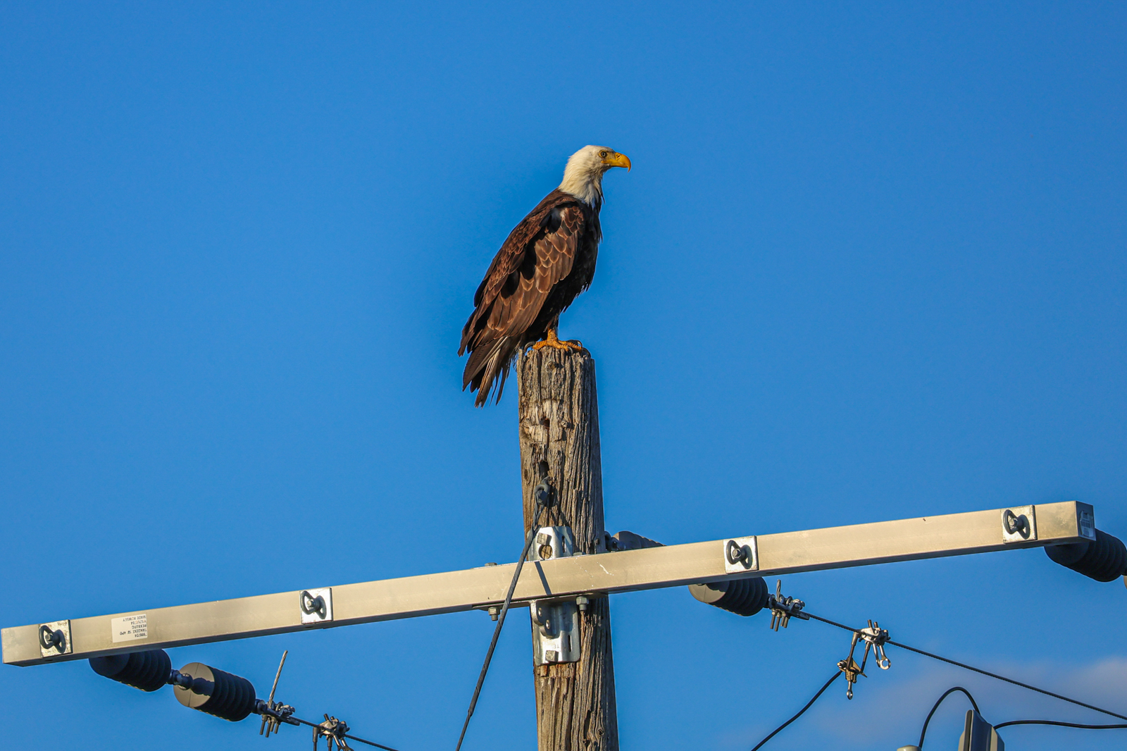 eagle on a post