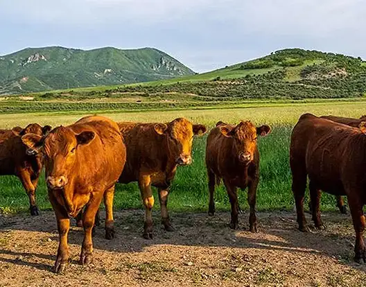 cattle on ranches for sale