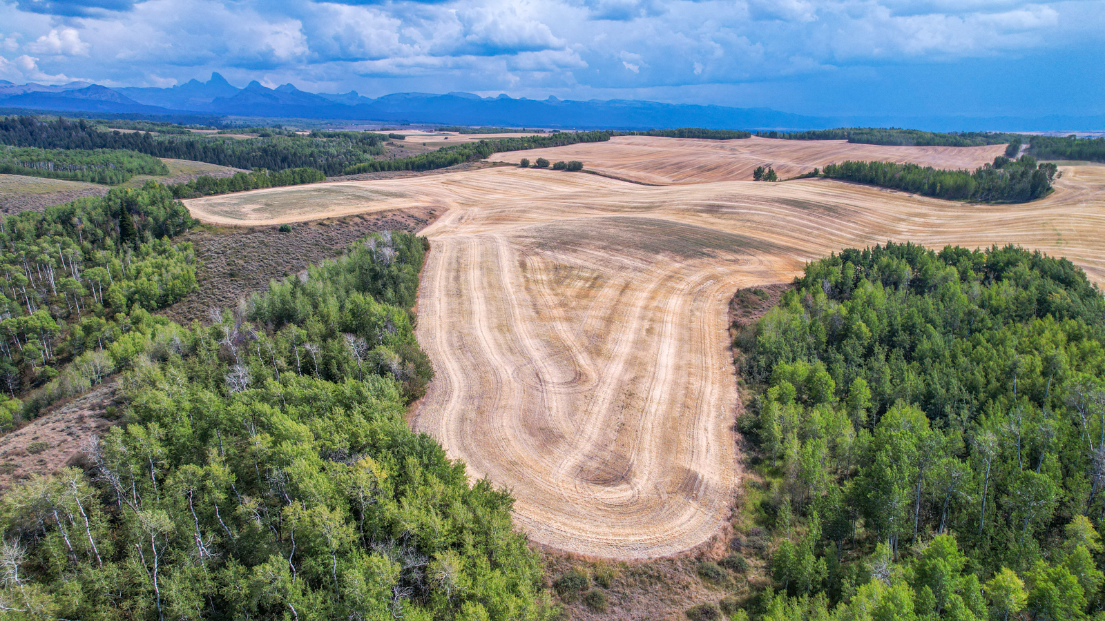 farmland framed by trees