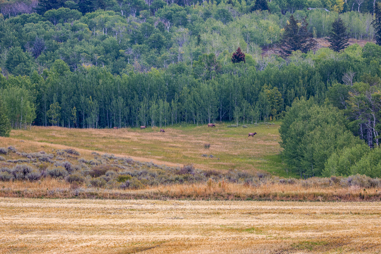 elk in the field