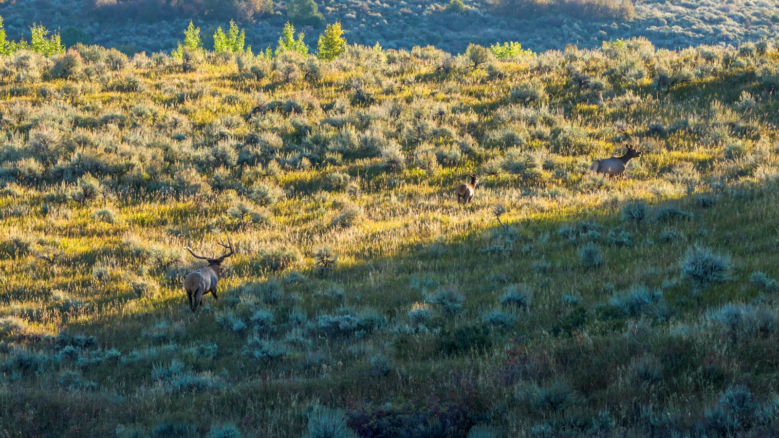 elk family on idaho farmland for sale