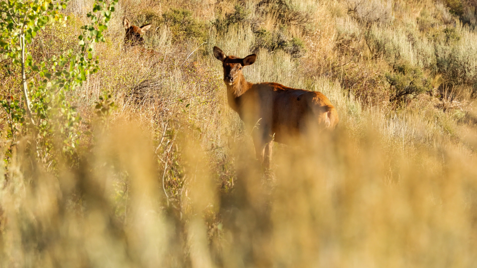 closeup of female elk