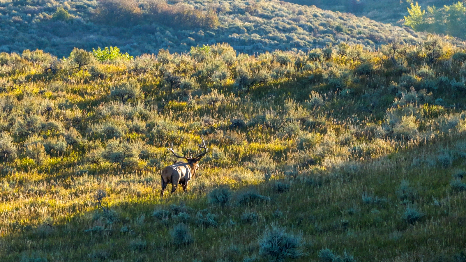 elk on idaho farmland for sale