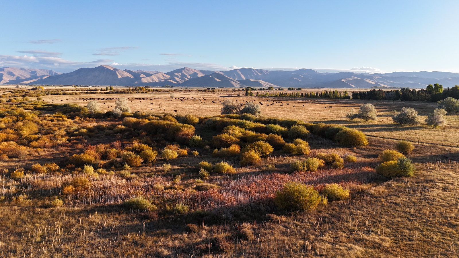 field with mountain views