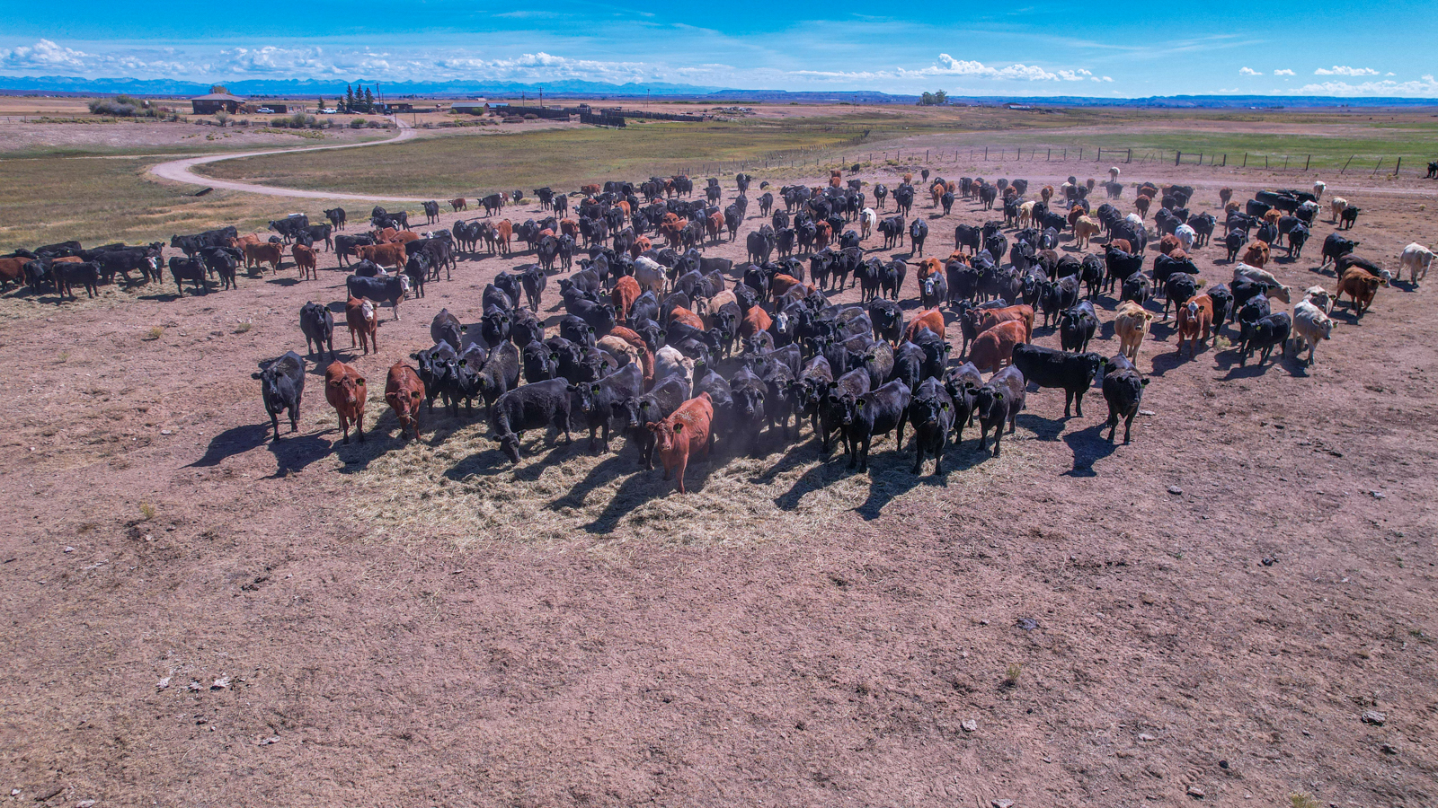 herd of cattle