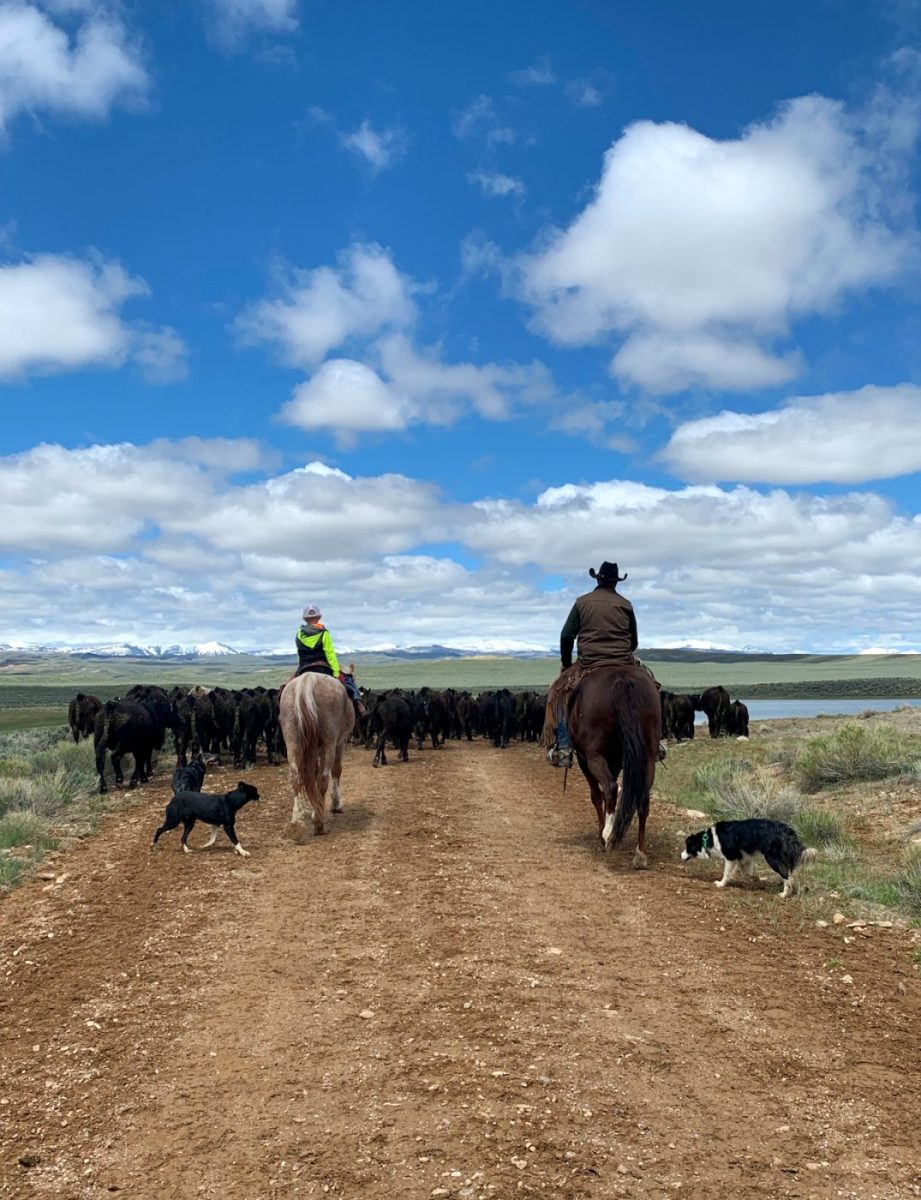 two cowboys herding cattle