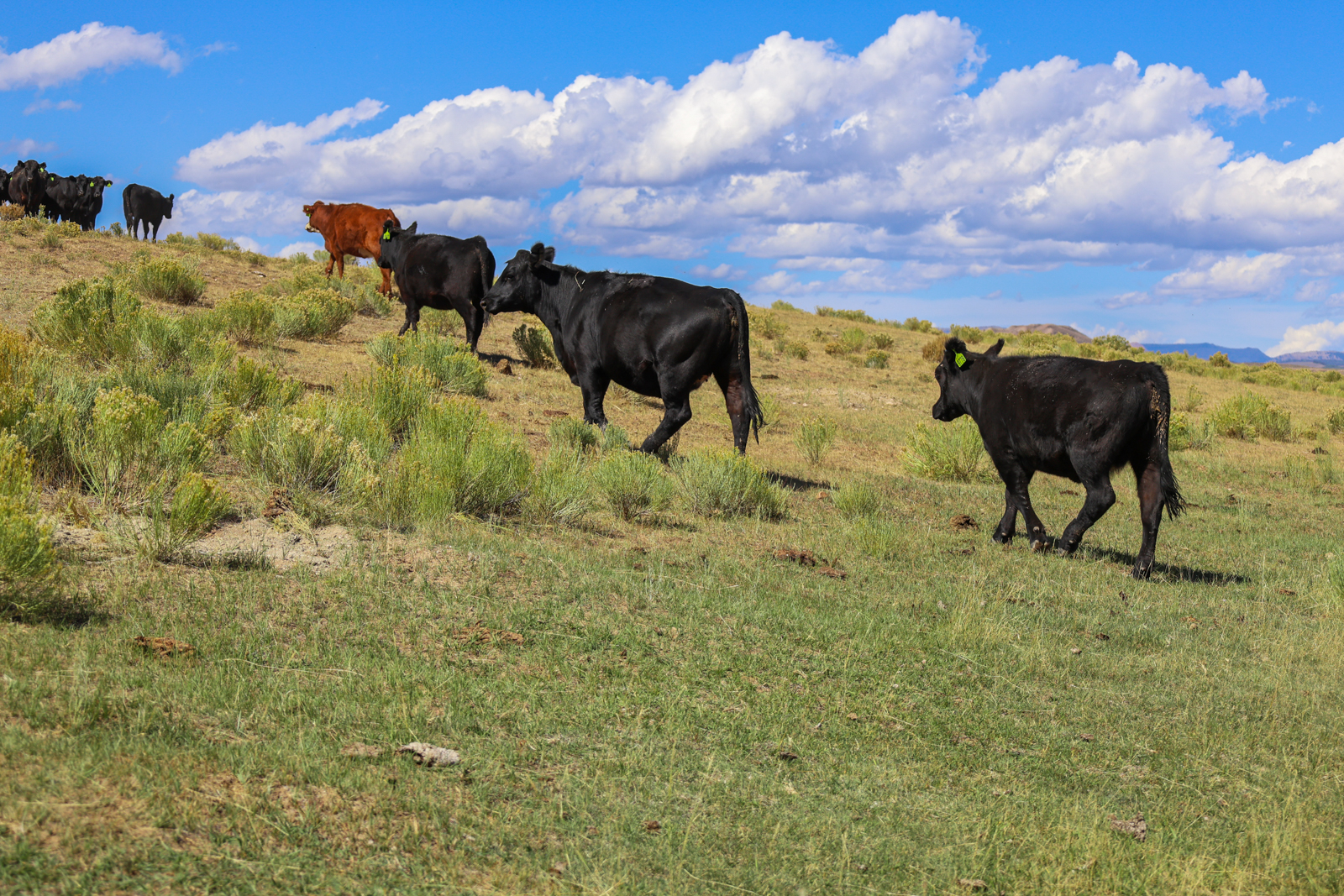 cattle in field