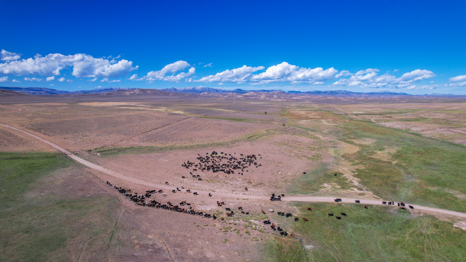 aerial view of herd