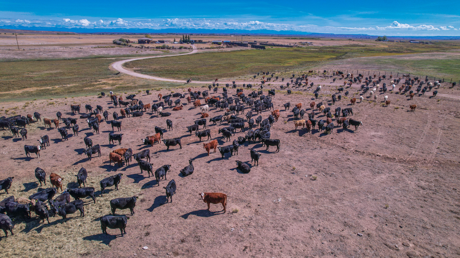 cattle on Haywire Ranch