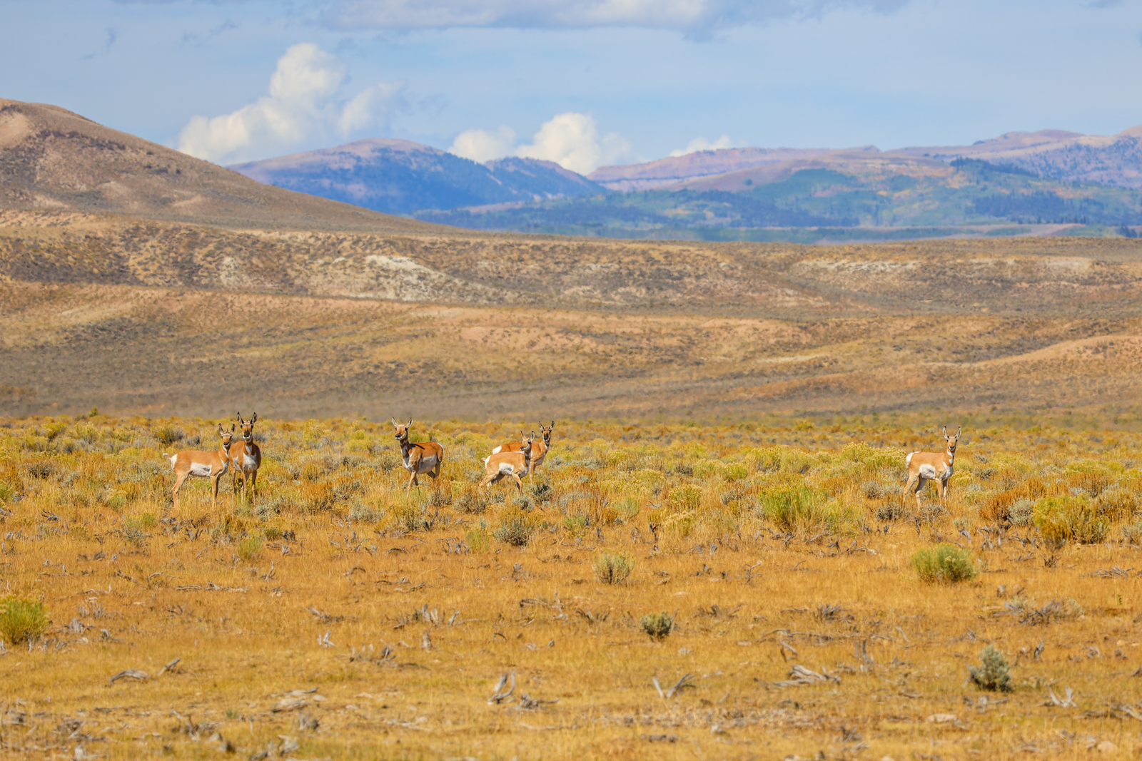antelope on cattle ranch in wyoming