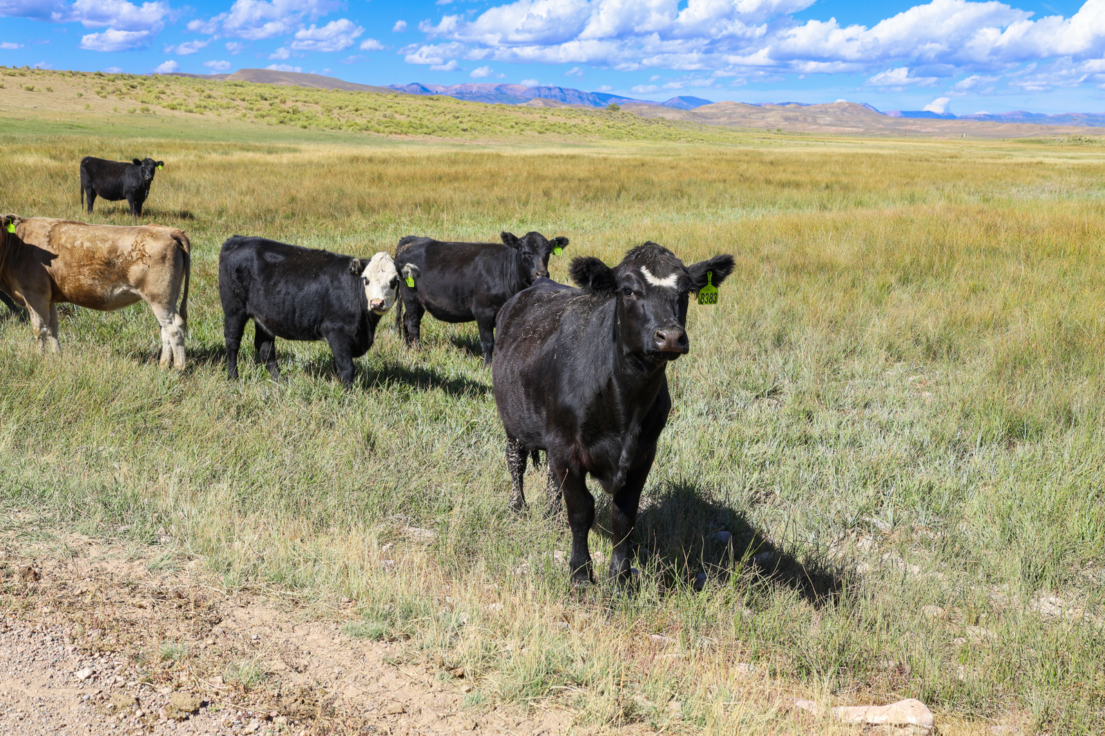 group of cattle in field