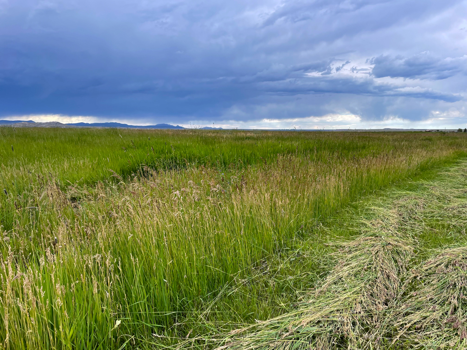 hay production field