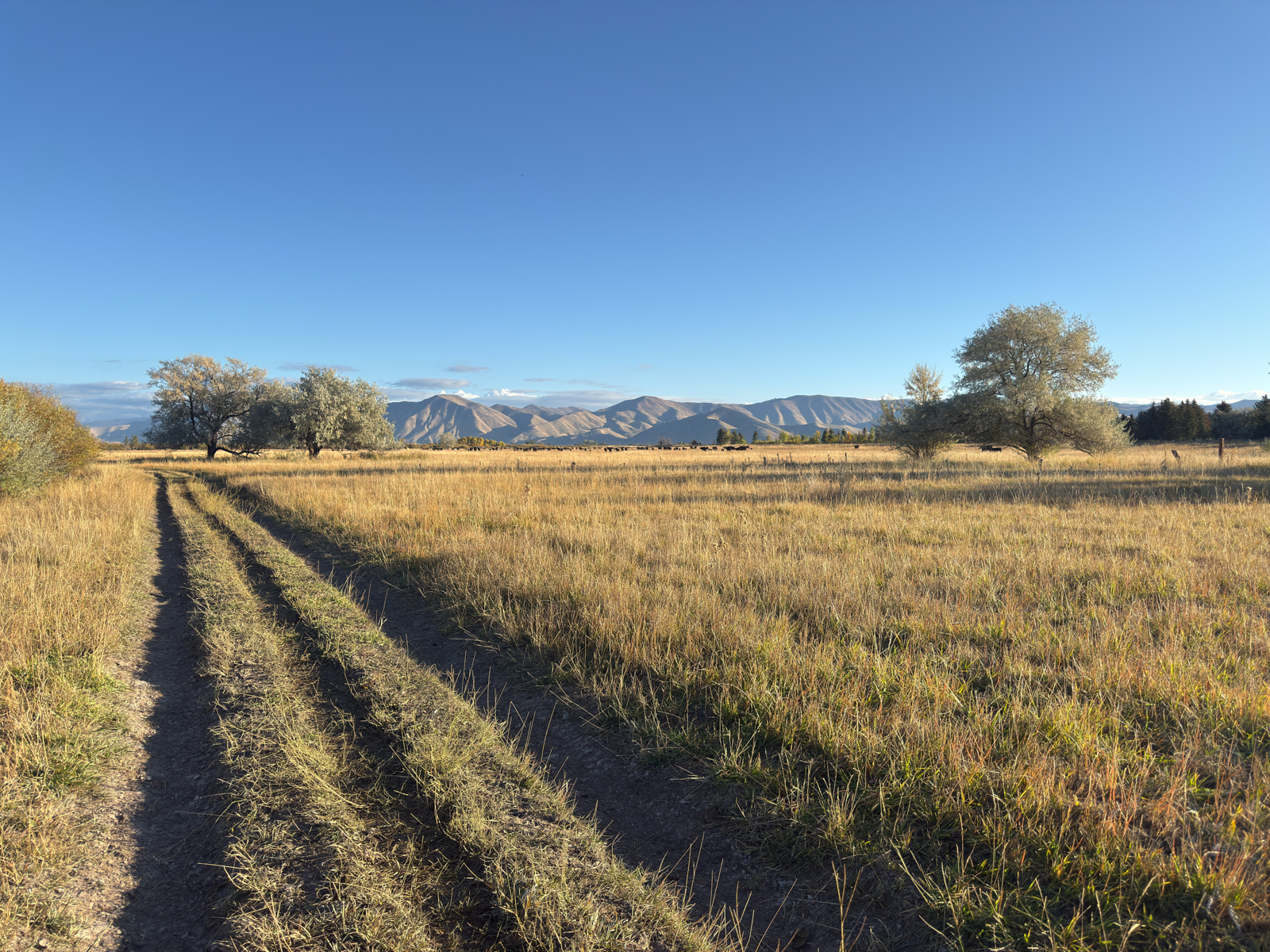Willow Creek Meadows field