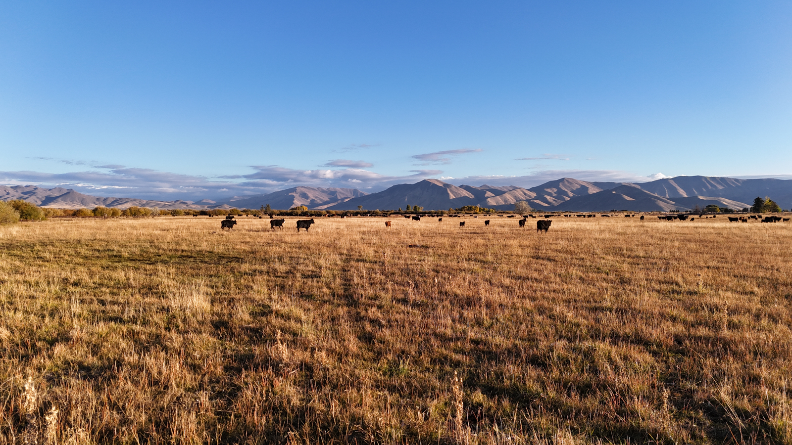 Willow Creek Meadows cattle operation