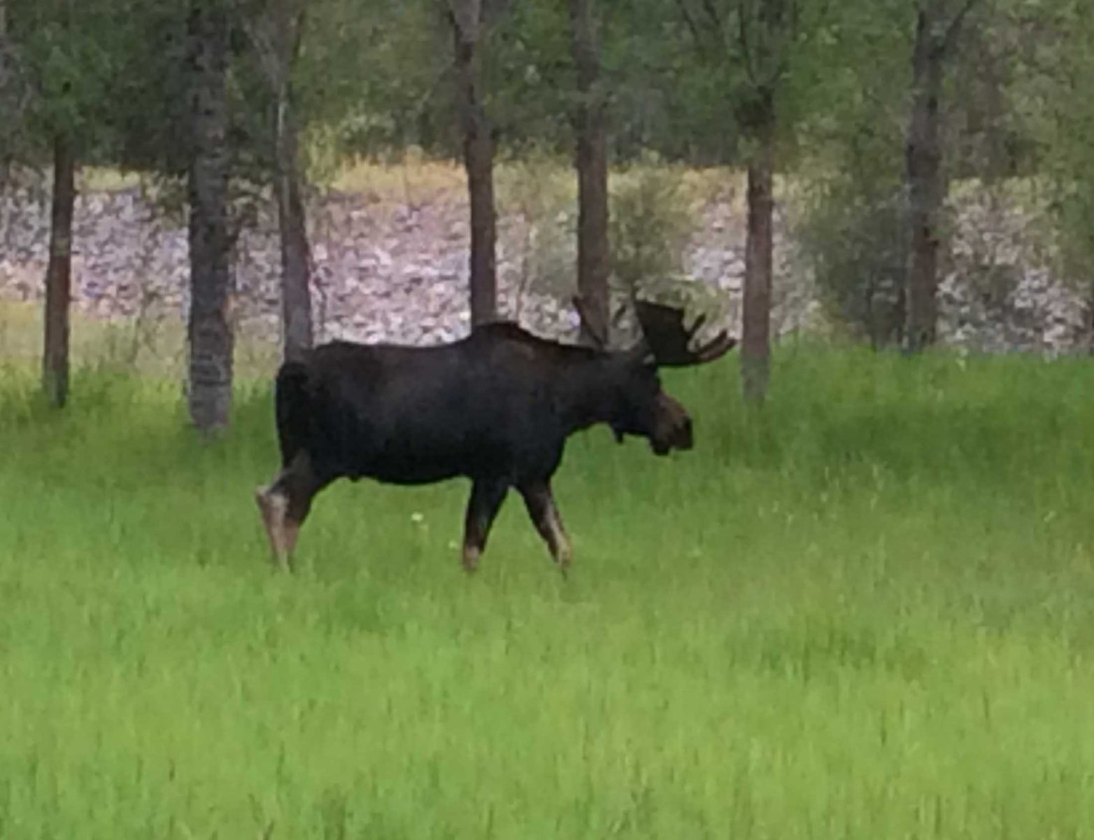 moose