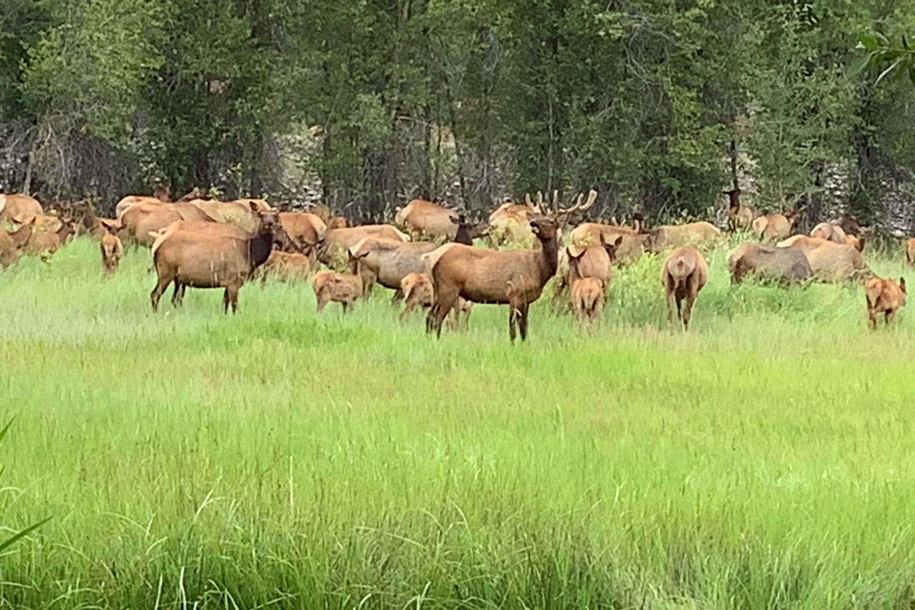 elk on riverfront ranch in Wyoming