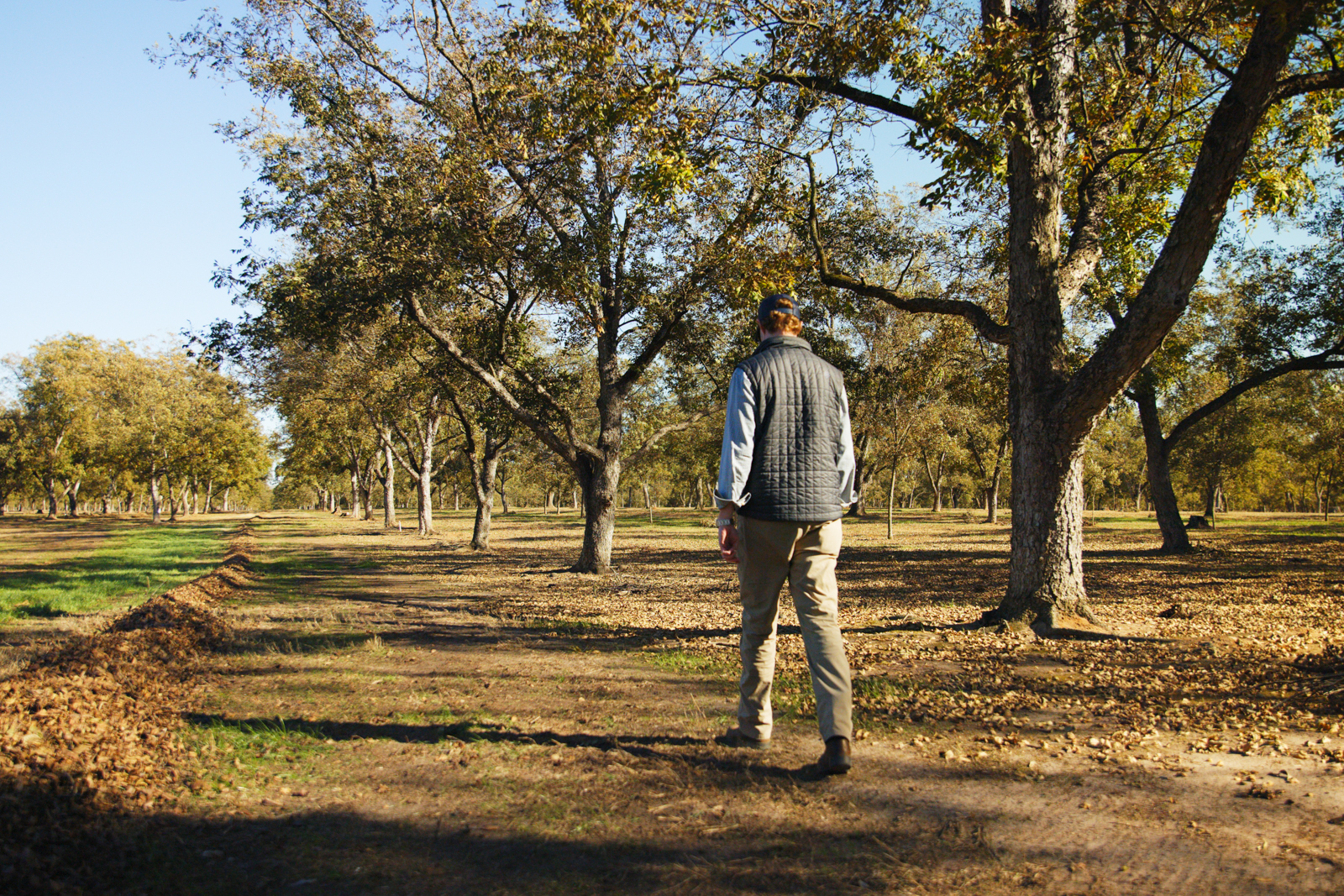 farmer in pecan grove