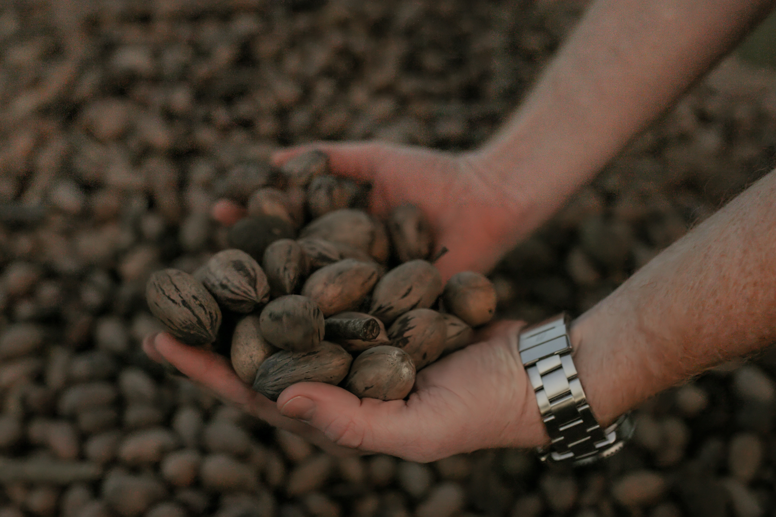 person scooping pecans
