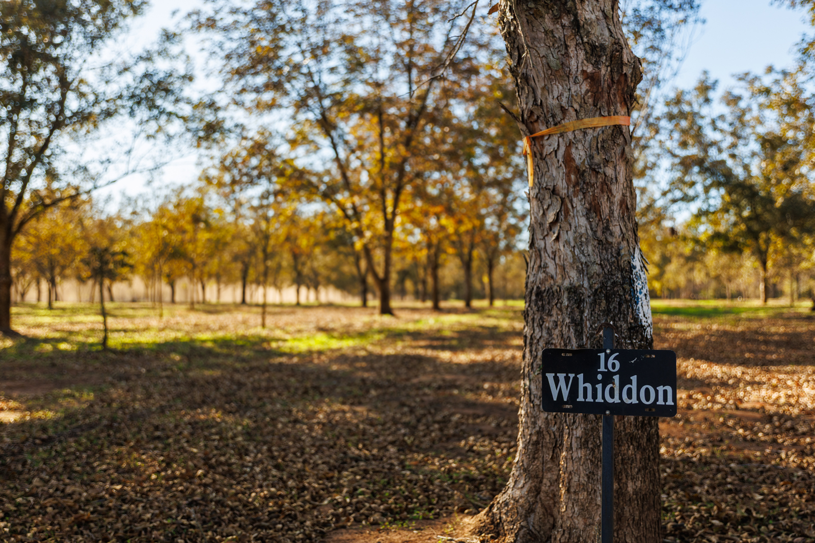 wooden sign in pecan grove