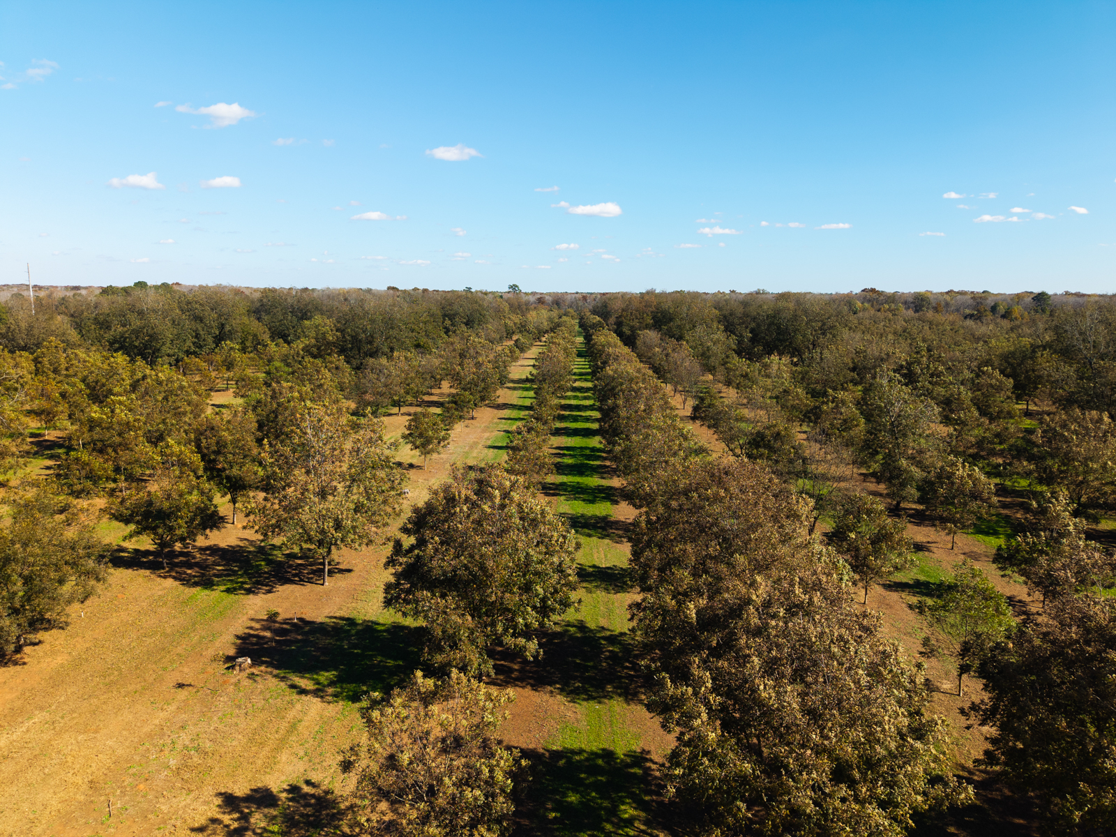pecan orchard