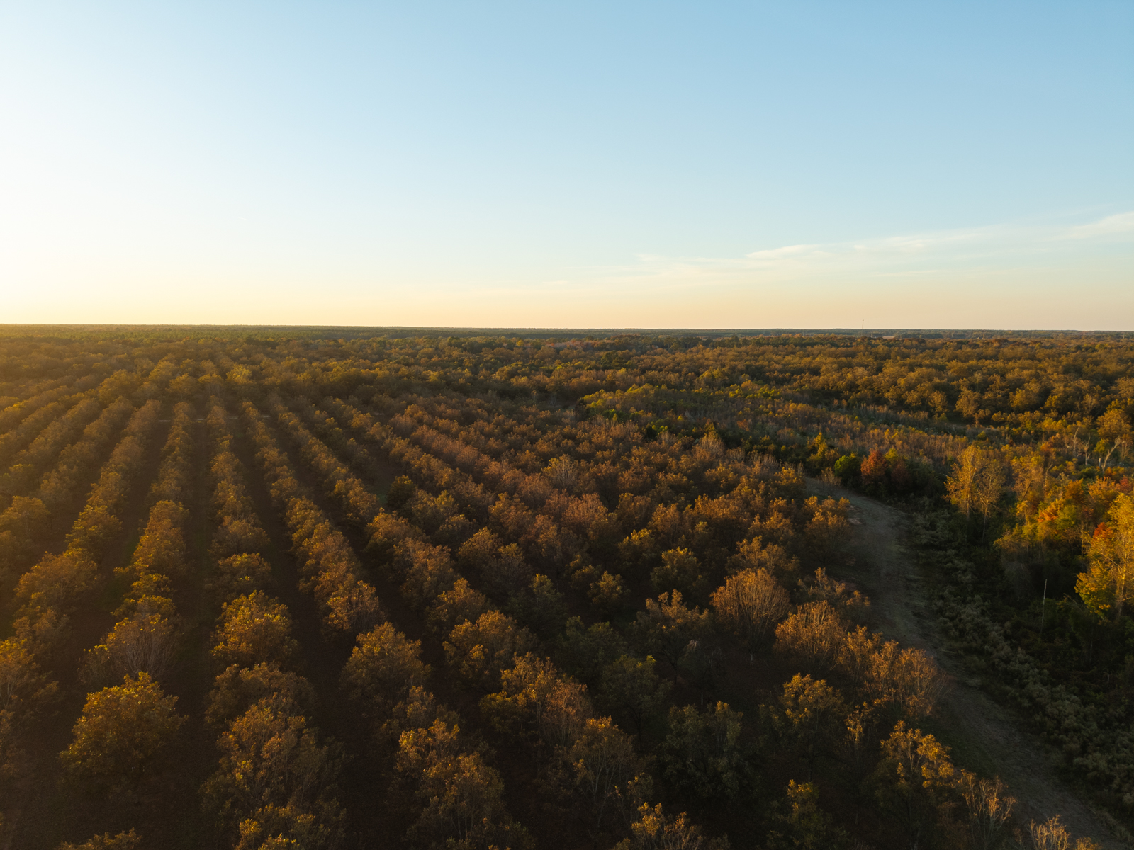 aerial view of pecan orchard