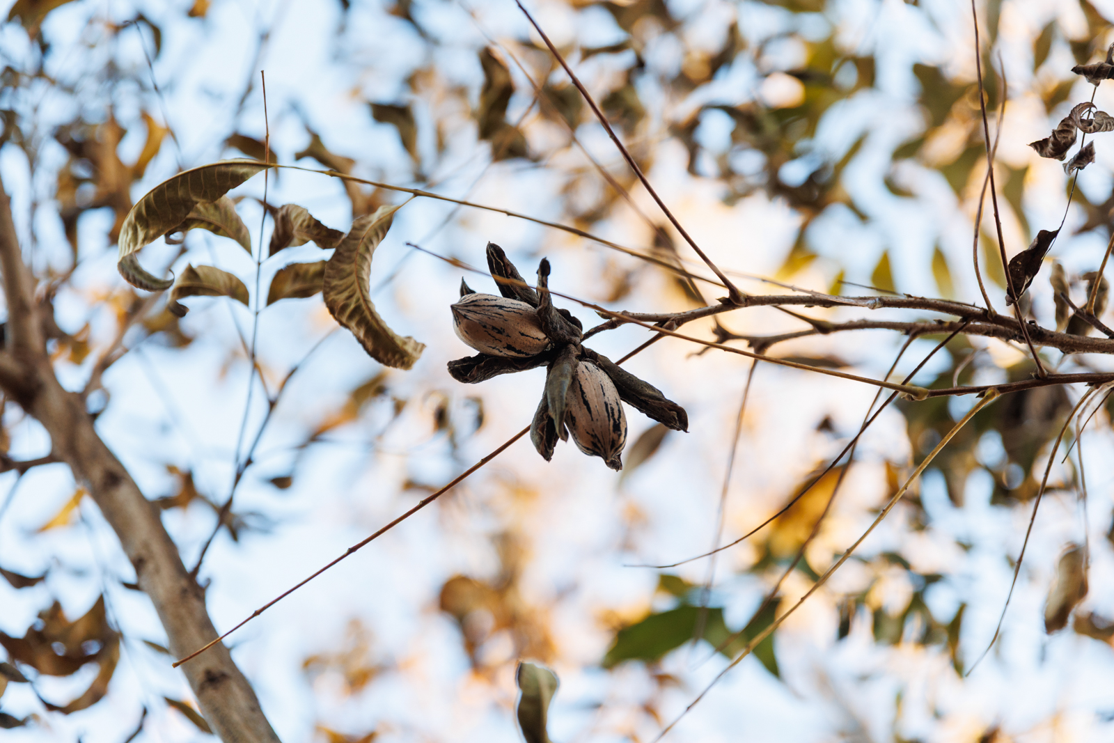 pecans on tree