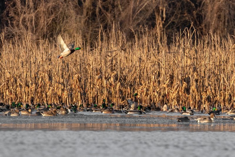 2025 Waterfowl and Upland Bird Properties