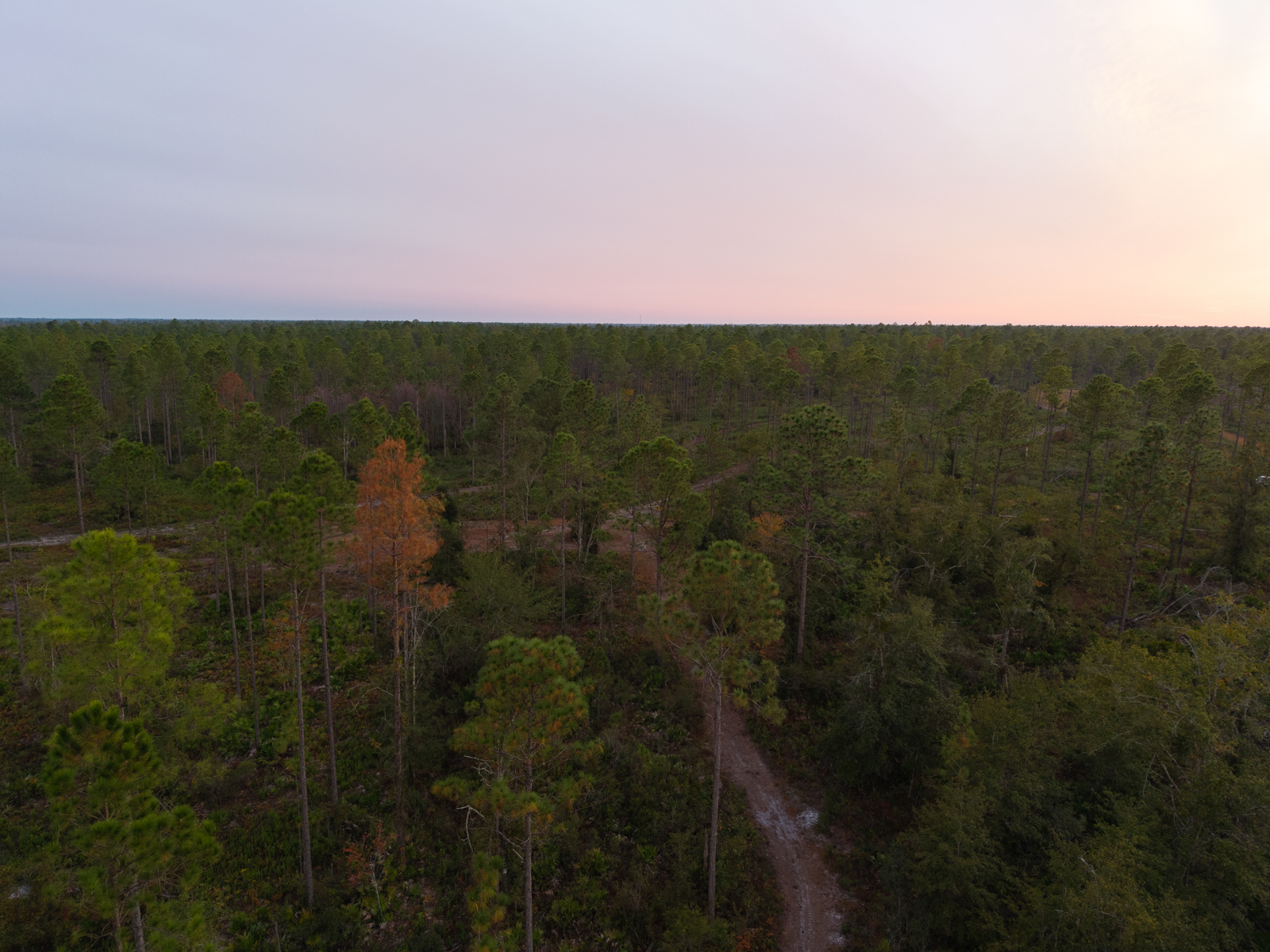 Spivey Farm timberland