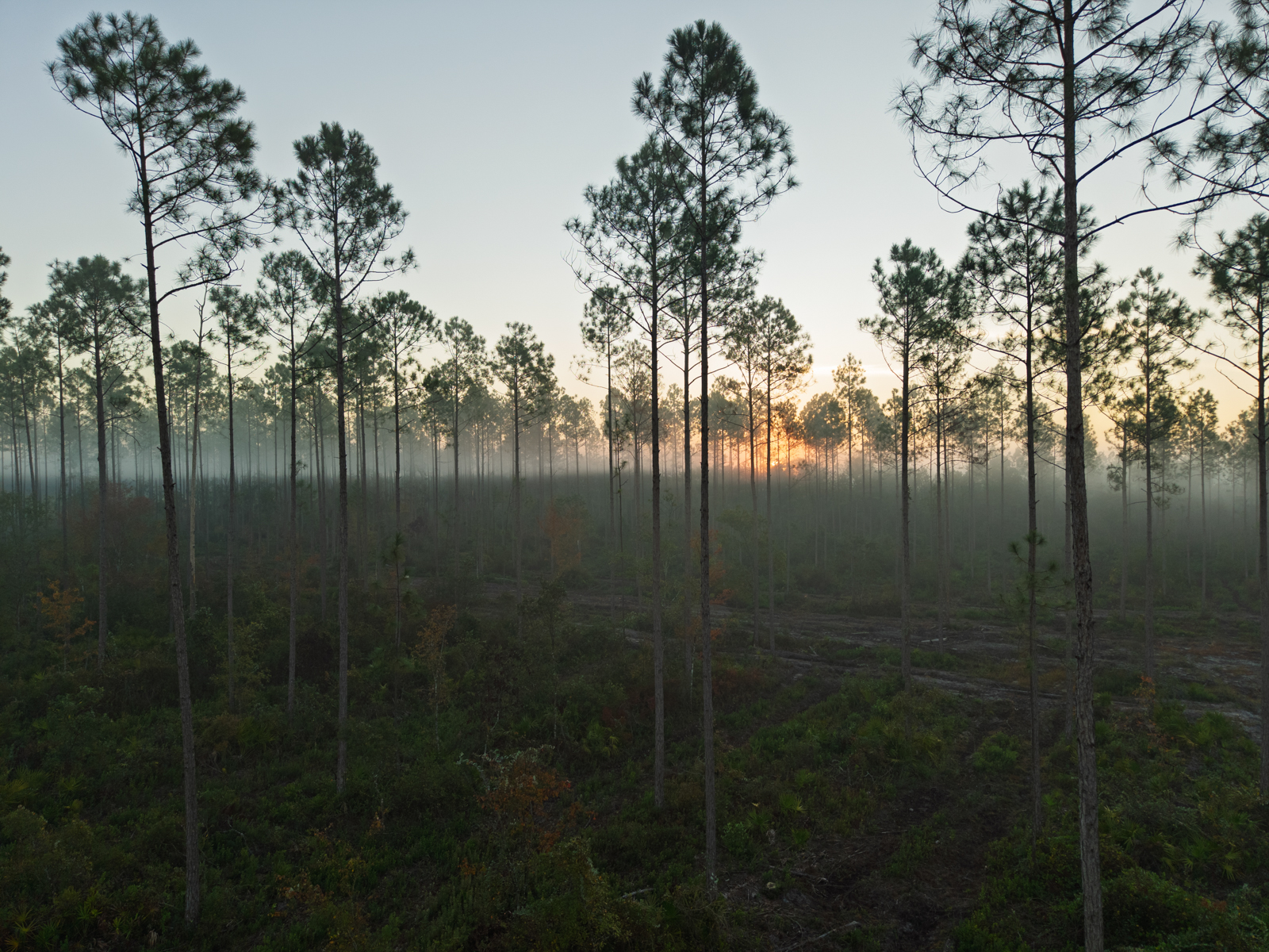 trees on Spivey Farm