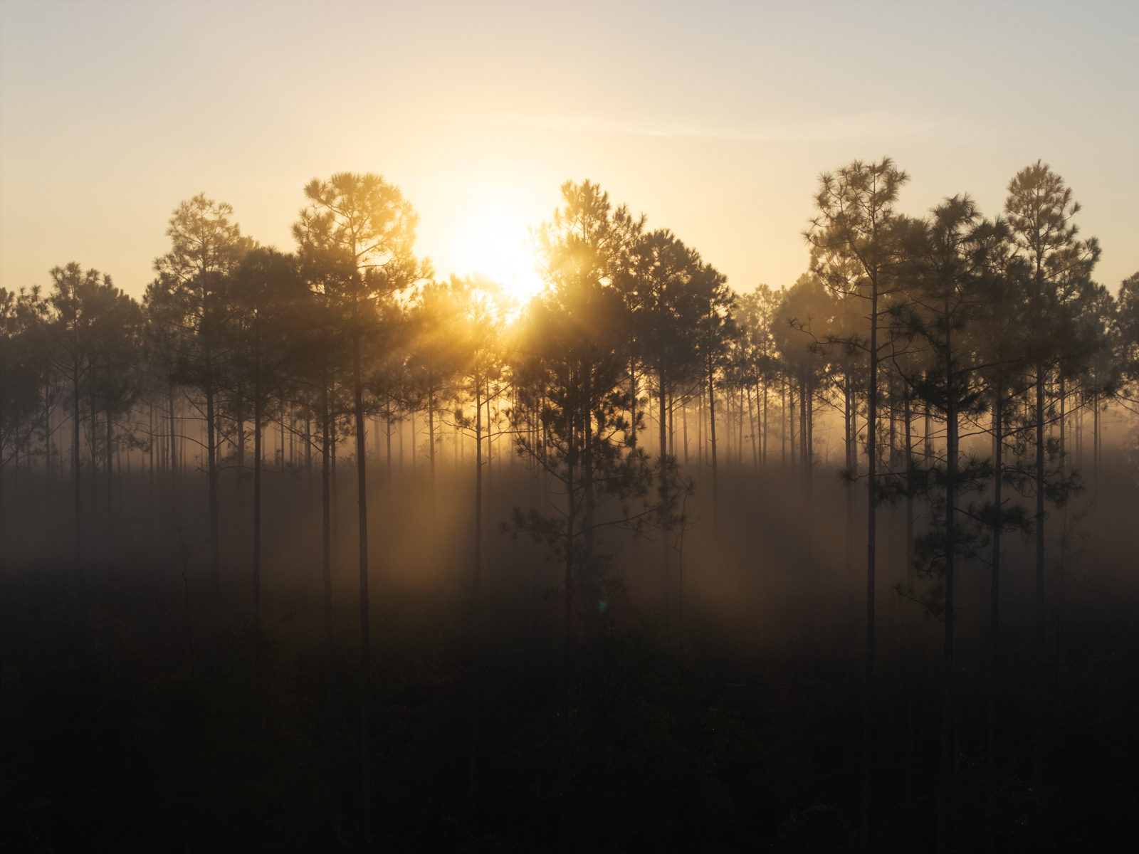 Timberland at sunset