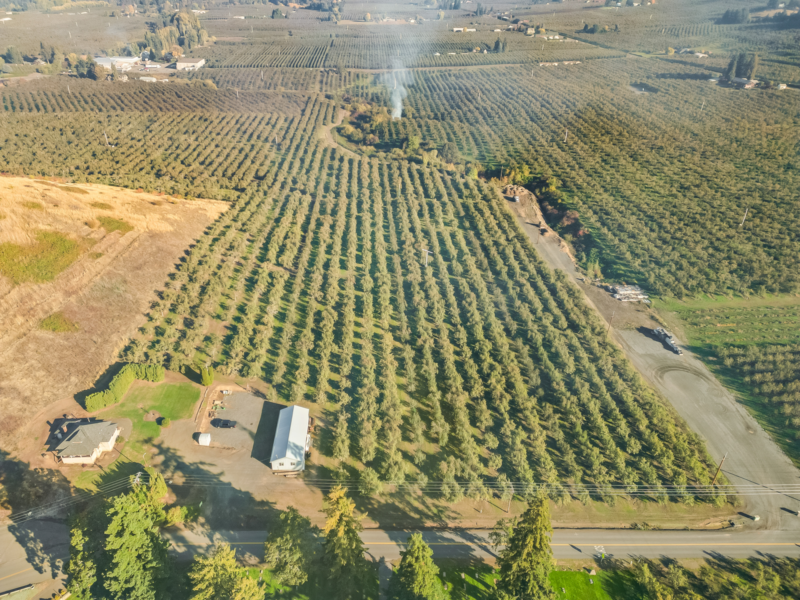 pear orchard aerial view