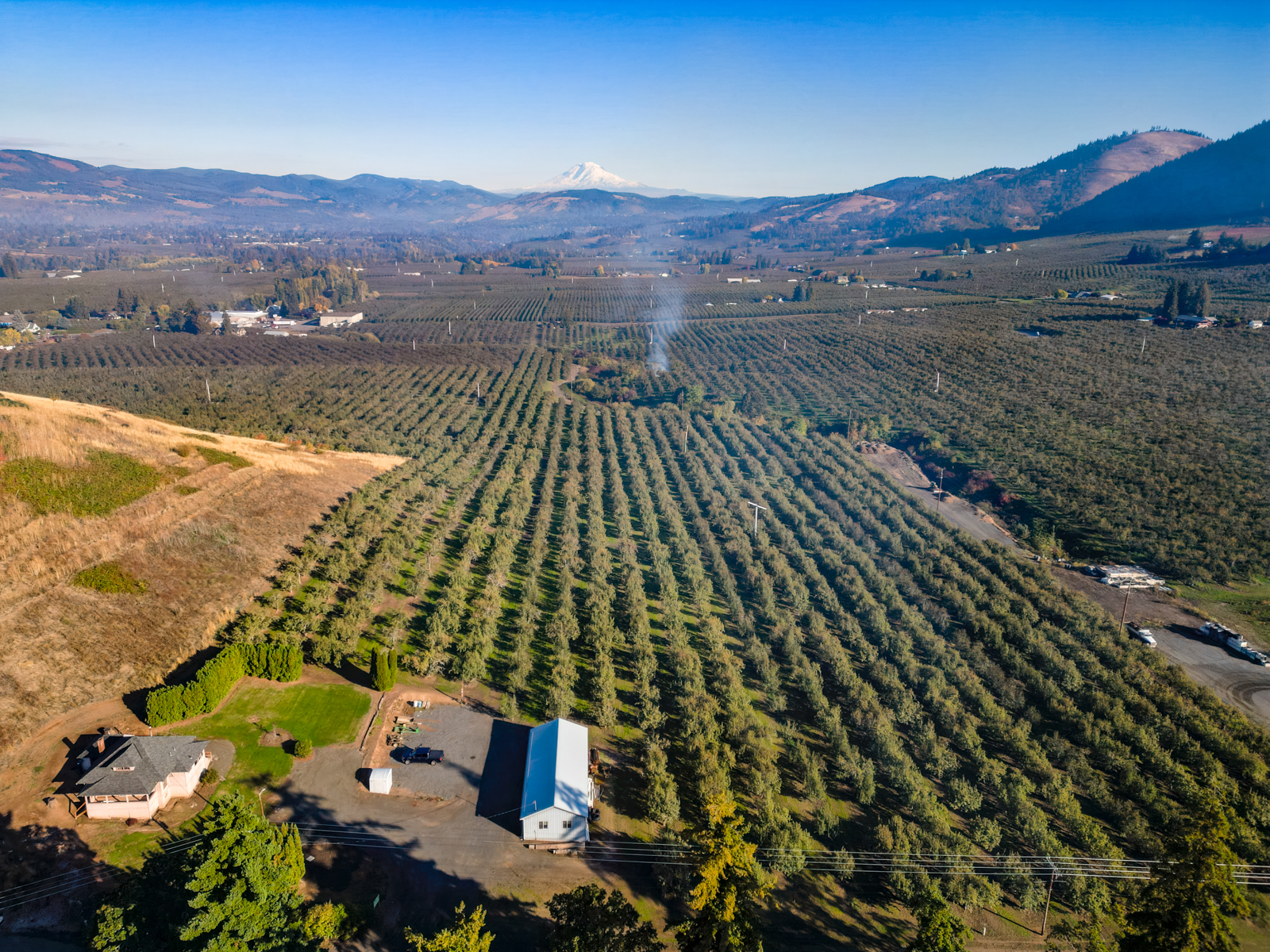 rows of pear orchards