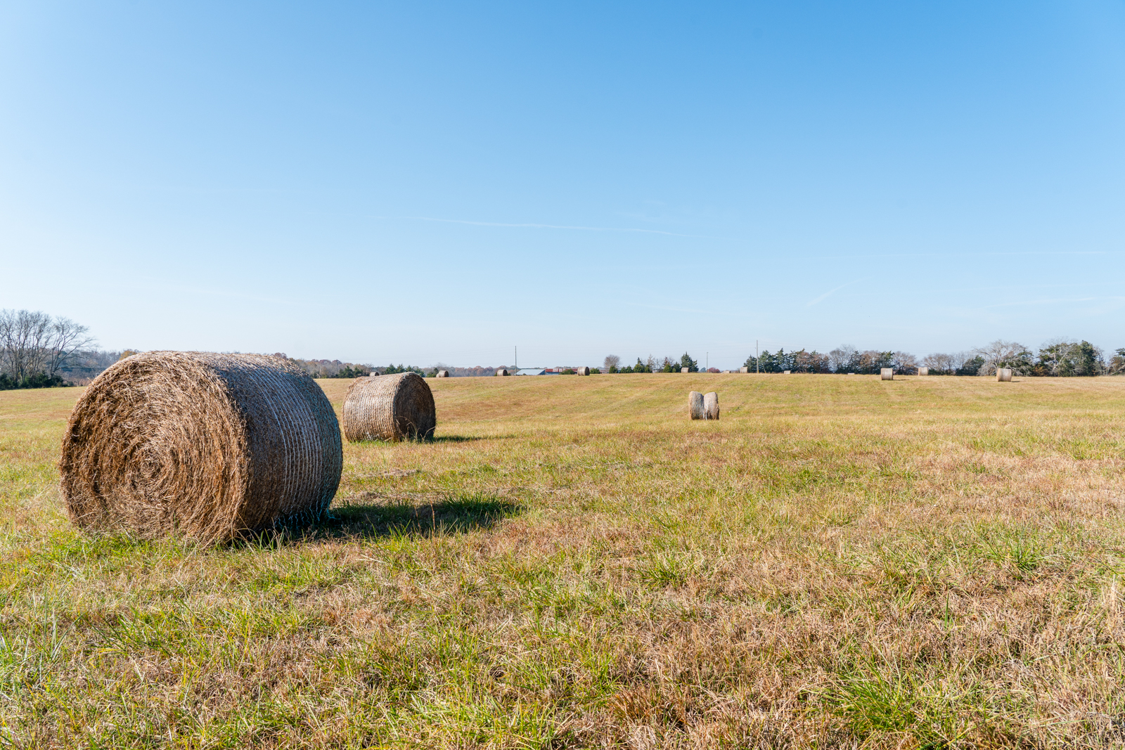 hay in field