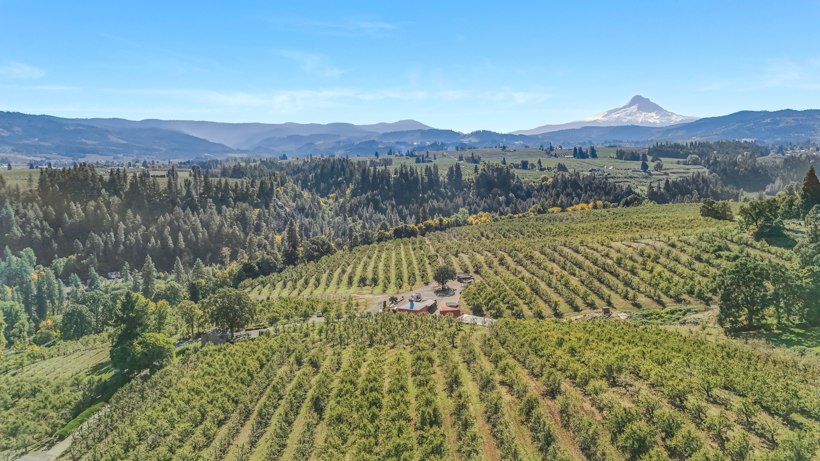 aerial view of pear orchard