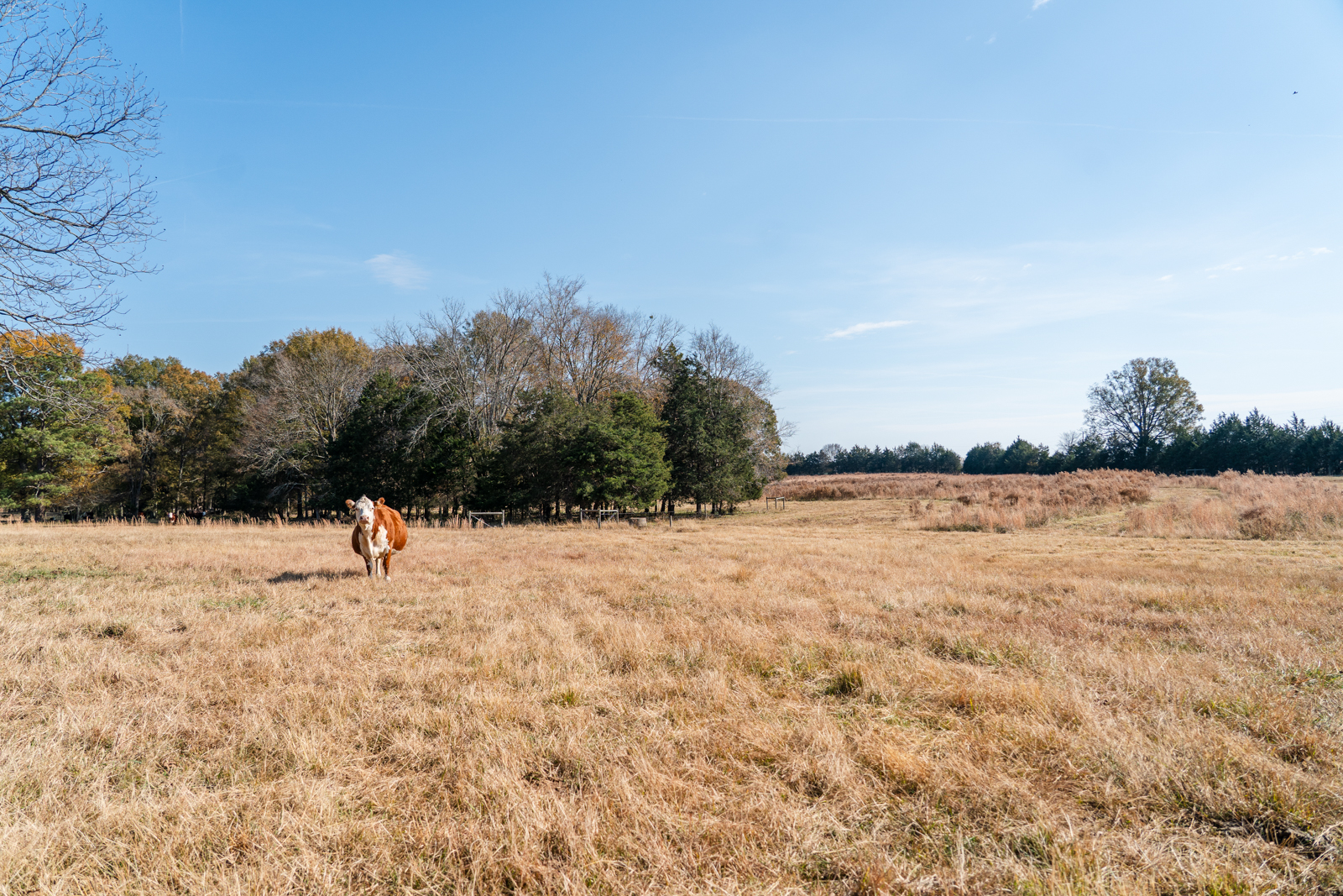 agricultural ranch in Georgia