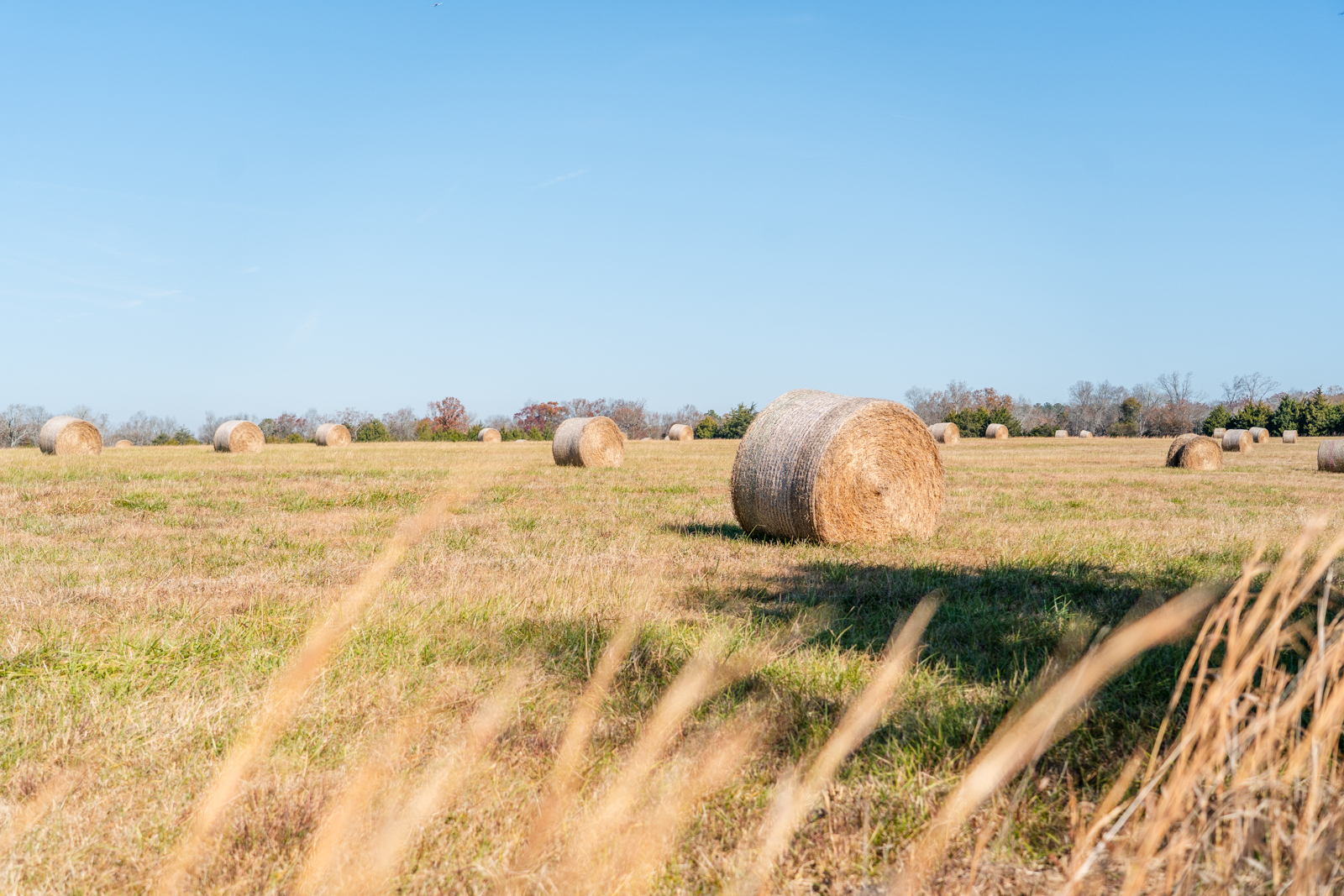 hay in field